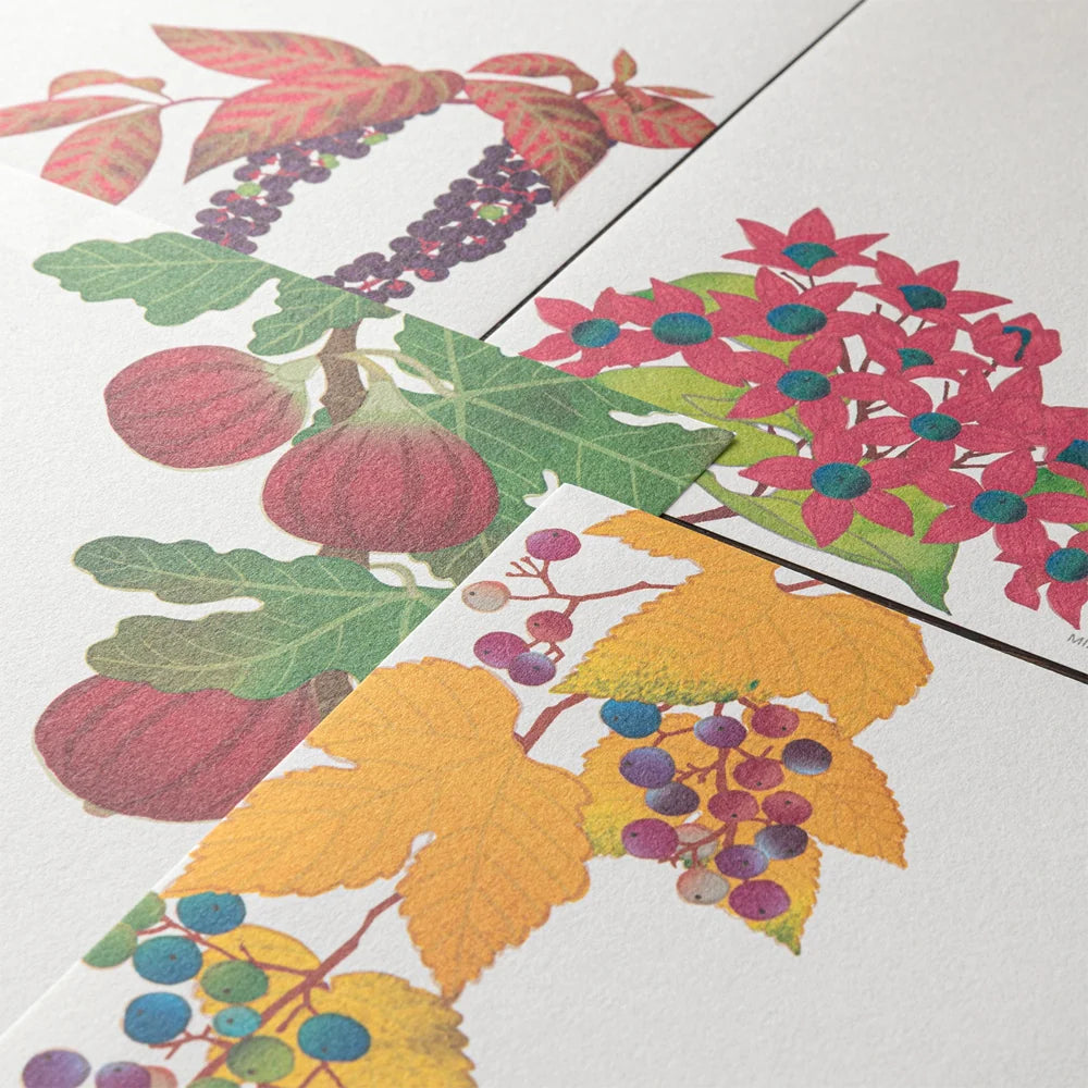 Midori Letterpad - Autumn Fruits (Four Designs)
