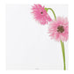 Midori Letterpad - Gerbera (Silk Printing)
