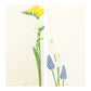 Midori Four Designs Message Letterpad - Spring Flower White
