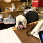 Retro 51 Tornado Rollerball - Good Boy Sheldon (Dromgoole's Exclusive)