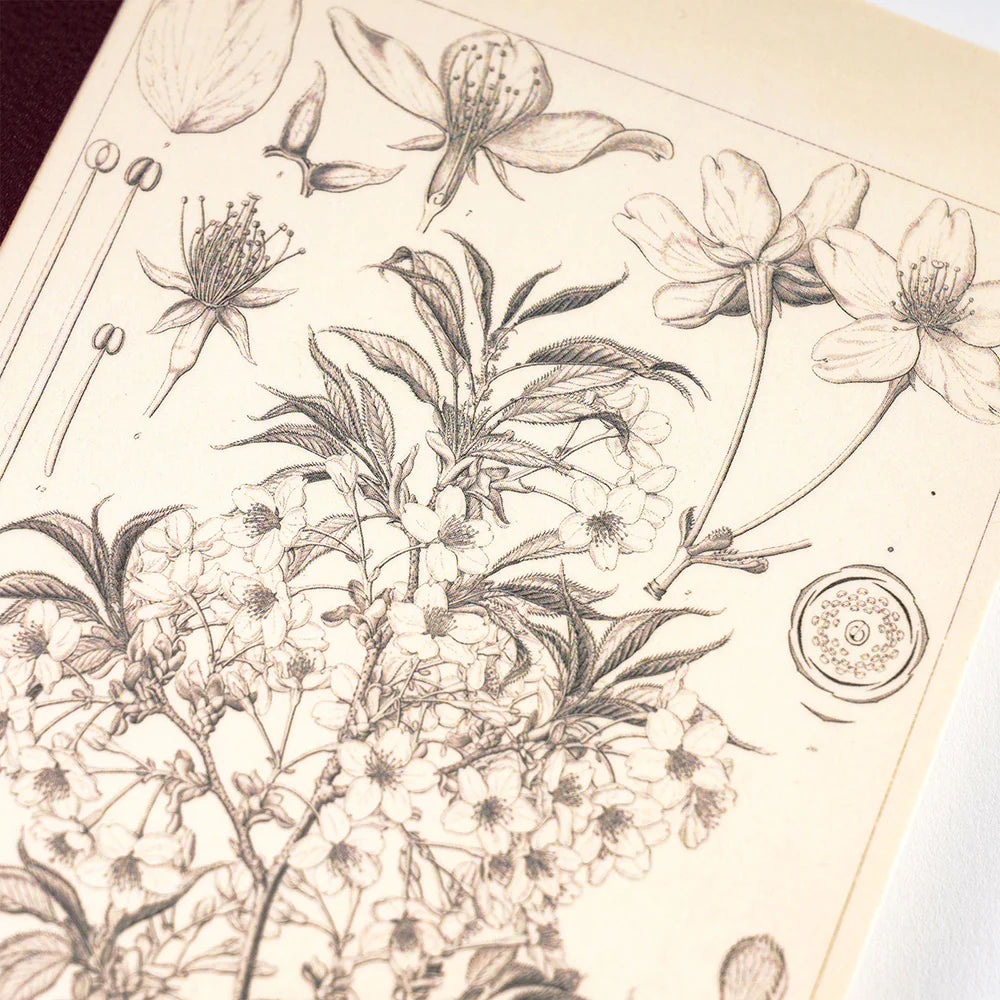 Hobonichi A6 Graph Notebook - Tomitaro Makino: Yamazakura