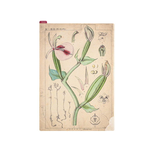 Hobonichi A5 Cousin Pencil Board - Tomitaro Makino (Tomitaro Makino)